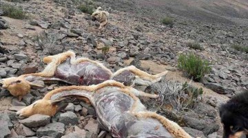 Habrían capturado a cazador furtivo que participó en matanza de vicuñas en sector de Collpa
